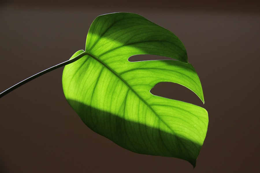 Eco-Friendly Detailing