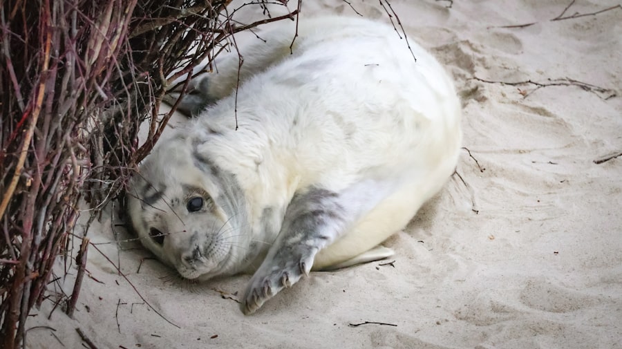 Photo Cleaning Around Seals and Tracks Safely